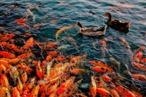 A lively scene with colorful koi fish and ducks swimming in a tranquil pond.