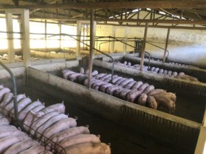 Pigs in organized indoor pens at a spacious swine farm, showcasing modern livestock husbandry.