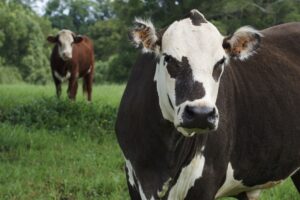 A close-up portrait of cows grazing peacefully in a lush green pasture.