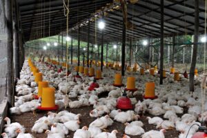 Indoor view of a large chicken farm in Ecuador, showcasing feeding stations and poultry in a spacious barn.